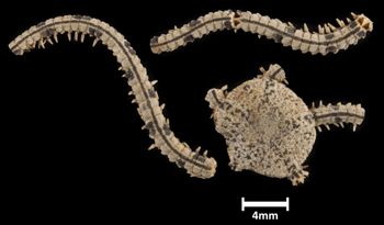 Media type: image;   Invertebrate Zoology OPH-5829 Description: Top down view of single ophiuroid specimen with a scale bar.;  Aspect: dorsal